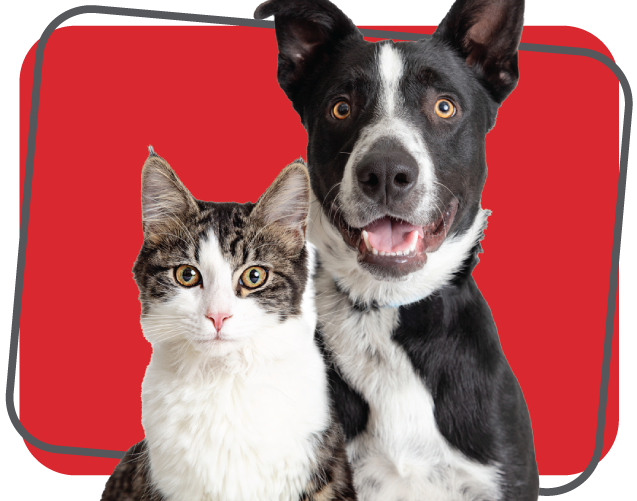 Dog and cat looking directly at the camera.